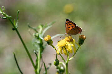 butterfly on a flower