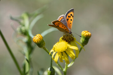 butterfly on flower