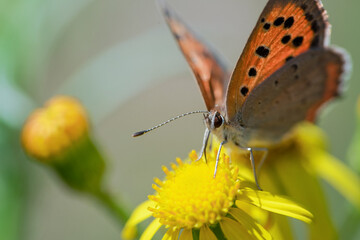 butterfly on flower