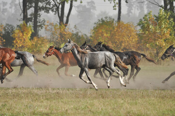Foals galloping in the herd against the background of the autumn forest