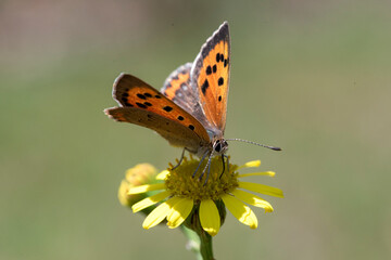 butterfly on flower