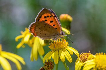 butterfly on flower