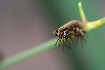 caterpillar on a leaf
