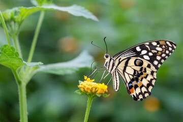 butterfly on a flower