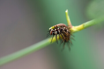 Caterpillar