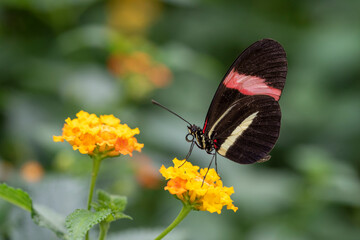 butterfly on flower