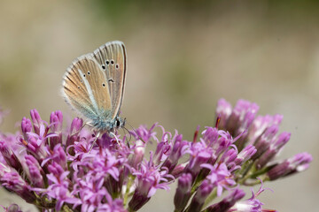 butterfly on a flower
