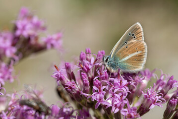 butterfly on lavender