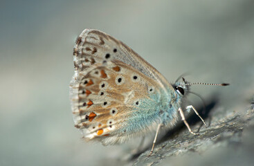 butterfly on a rock