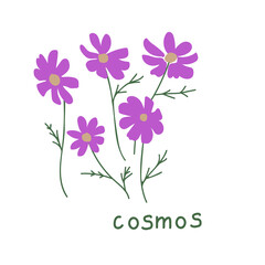 Cosmos vector illustration