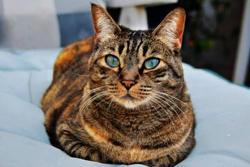 Gata domestica tricolor con ojos azules verdosos con fondo desenfocado. Cuerpo entero