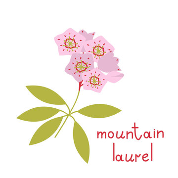 Mountain Laurel Vector Flower