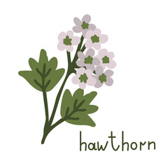 Hawthorn vector flower
