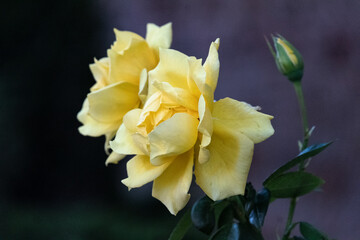 Naklejka na ściany i meble Isolated yellow roses on spring time