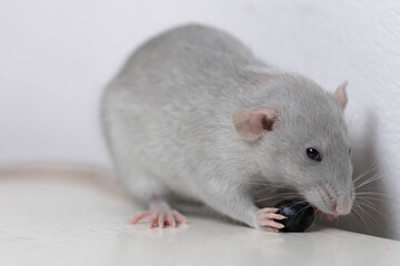 A cute gray little decorative rat eats delicious and juicy blueberries. Rodent close-up.