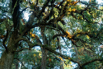 Fototapeta premium BOSQUE