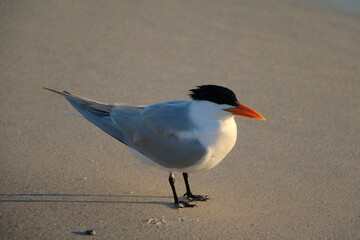 Sterninae Terns at Siesta Key on Crescent Beach, Florida USA