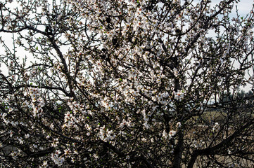 Almond Blossom Macro Photography, Flowered Almond Tree and Almond Blossom Branches with Selective Focus Countryside Sardinia