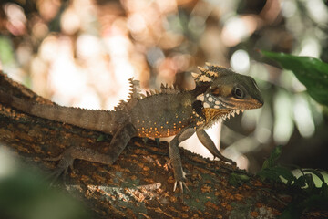 Daintree Rainforest Lizard
