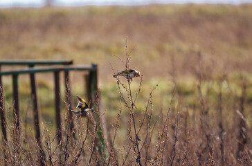 Two Goldfinches perch on tall flower stalks 