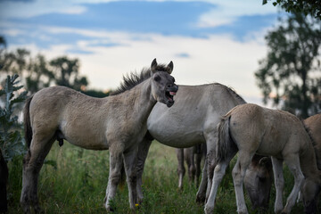 Obraz premium two horses on the meadow