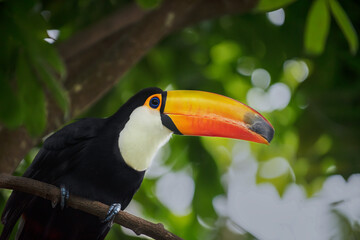 toucan in the jungle