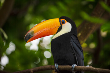 toucan on a tree