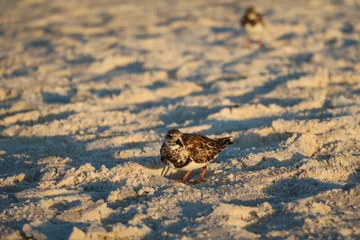 Jungvogel Calidris alba am Strand, Florida USA © ClaraNila