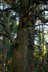 BOSQUE