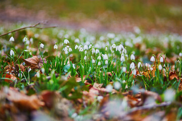 Beautiful snowdrops blossoming outdoors