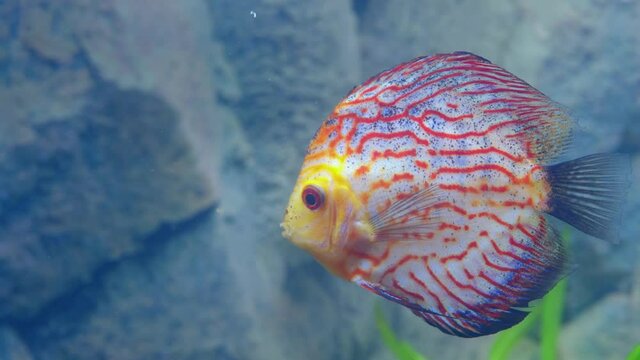 Close up view of gorgeous checkerboard red map discus aquarium fish isolated. Hobby concept.