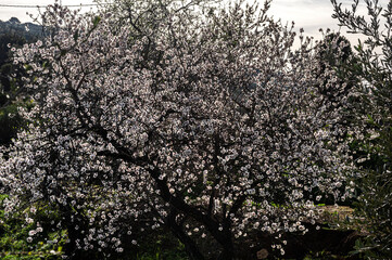 Almond Blossom Macro Photography, Flowered Almond Tree and Almond Blossom Branches with Selective Focus Countryside Sardinia