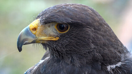 Wüstenbussard, Harris’s Hawk, 