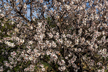 Almond Blossom Macro Photography, Flowered Almond Tree and Almond Blossom Branches with Selective Focus Countryside Sardinia