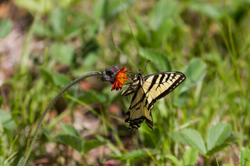 A Canadian Tiger Swallowtail Butterfly feeding on the nectar from an orange hawkweed flower in a meadow. 