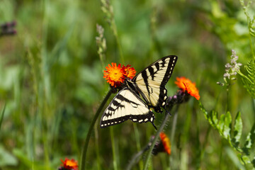 A Canadian Tiger Swallowtail Butterfly feeding on the nectar from an orange hawkweed flower in a meadow. 