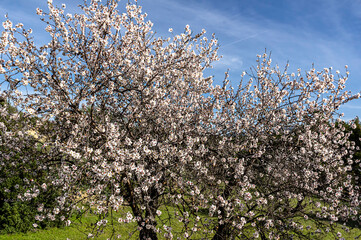 Almond Blossom Macro Photography, Flowered Almond Tree and Almond Blossom Branches with Selective Focus Countryside Sardinia