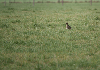 Golden Plover in a field of green grass