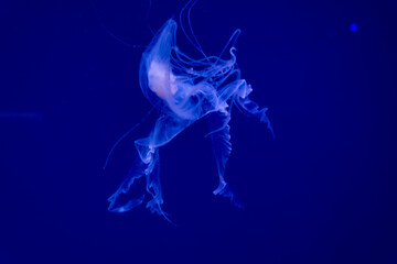 Fototapeta na wymiar blue sea jellyfish on blue background