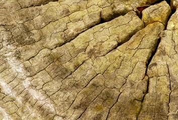 The surface of an old wood for natural background