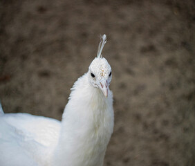 white peacock looking to the camera , animals in wildlife