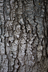 Textures of wood, tree background