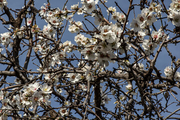 Almond Blossom Macro Photography, Flowered Almond Tree and Almond Blossom Branches with Selective Focus Countryside Sardinia