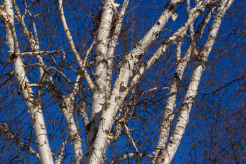 Birch tree in winter