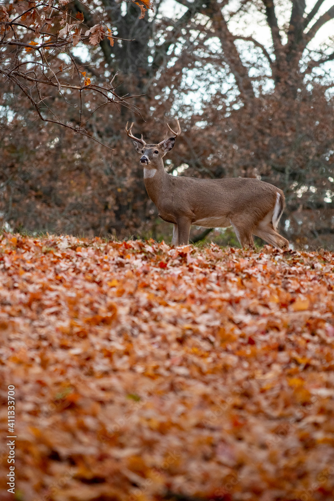 Poster white-tailed deer buck in fall