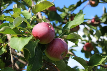 Apples in tree ready for harvest
