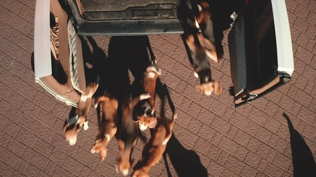 Top down pedigree beagle dogs jump from minivan aerial. Animal at nature landscape. People open van for lovely pets run. Funny puppies walk at car. Kiev city, Ukraine, Europe. Cinematic drone shot