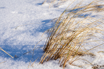 Latvia Baltic Sea beach in winter when snow has fallen on the sand and dry bends stand out on a white background
