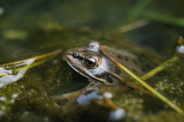 Wild pond frog eye close up macro view while resting on water,amphibian animals