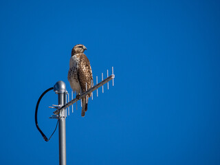 Red-tailed Hawk on antenna